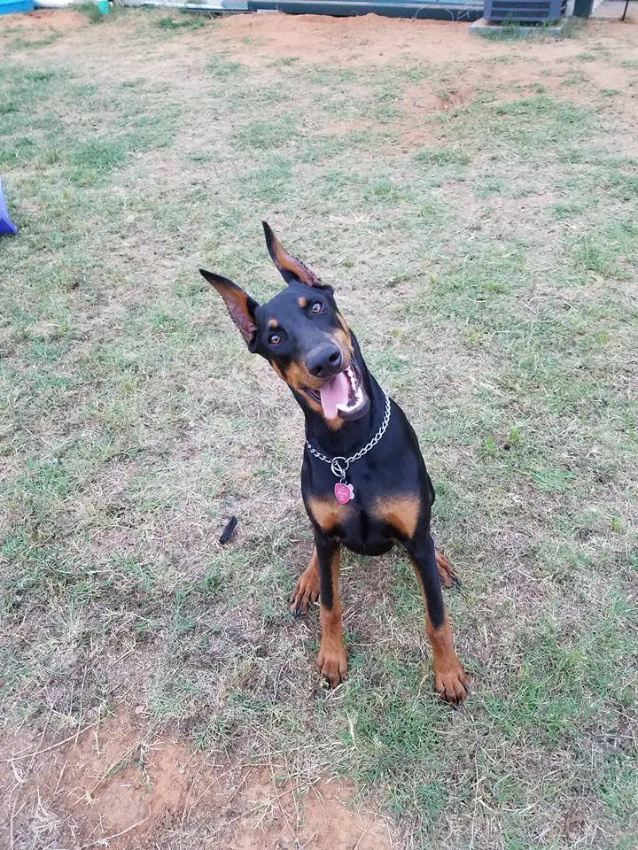 A Doberman Pinscher sitting on the grass while smiling with its tongue out