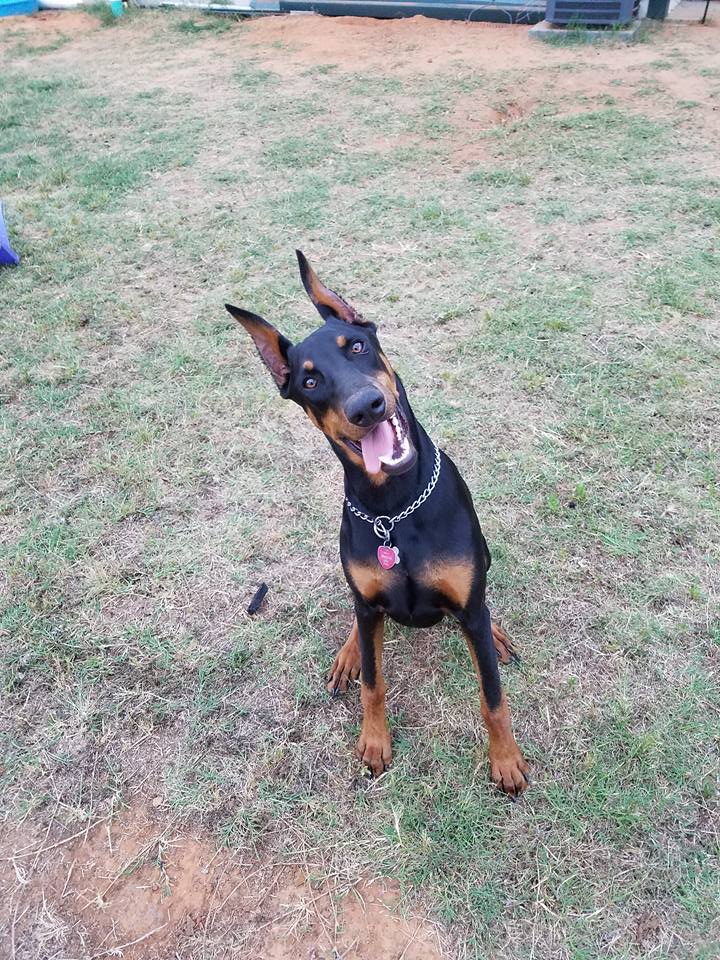 A Doberman Pinscher sitting on the grass while smiling with its tongue out