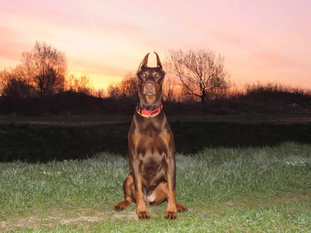 A Doberman Pinscher sitting at the park in a sunset background