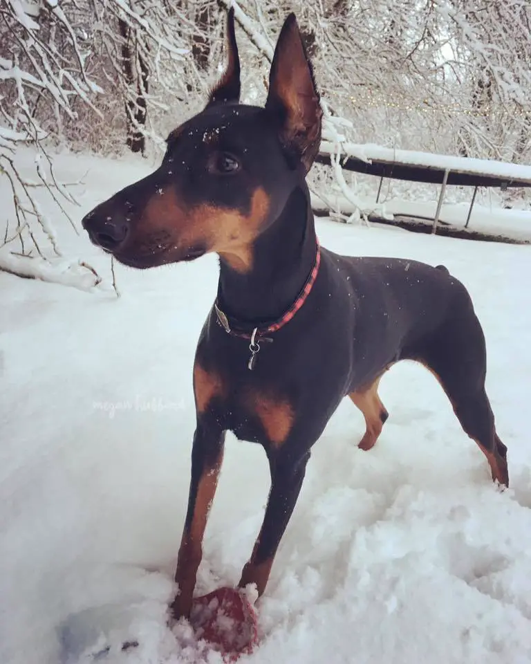 A Doberman Pinscher puppy standing in snow