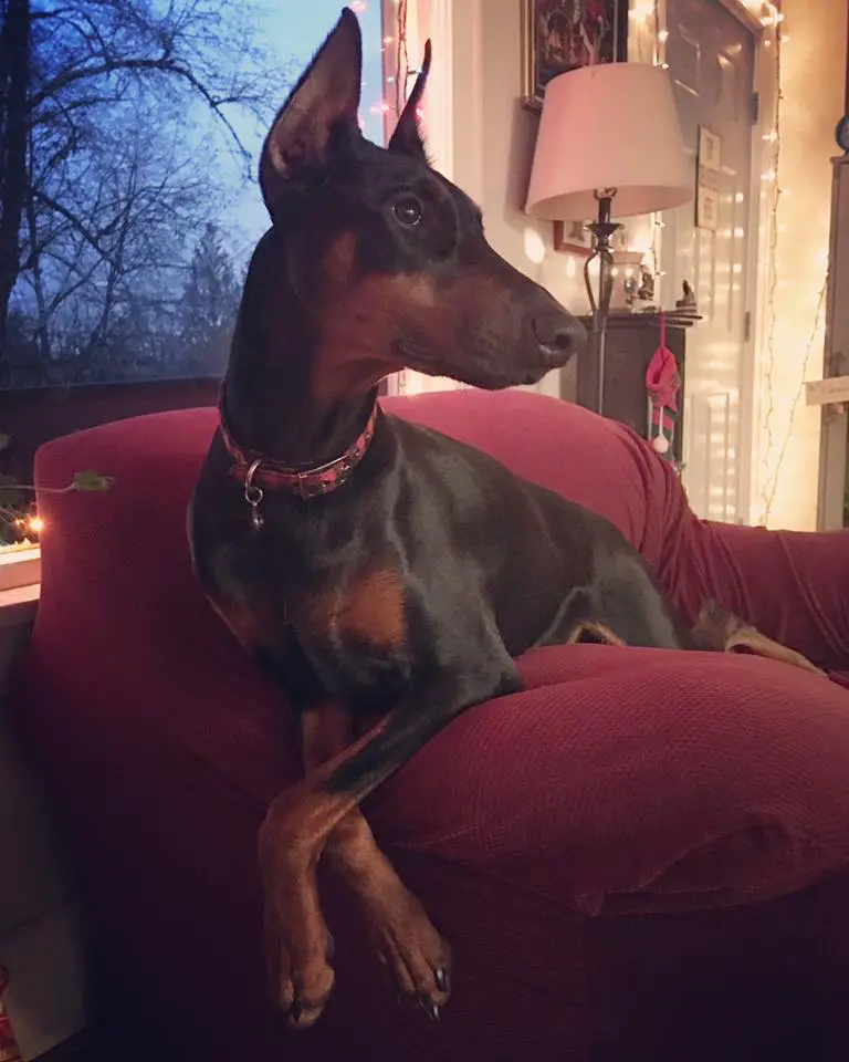 A Doberman Pinscher lying on the couch while looking sideways