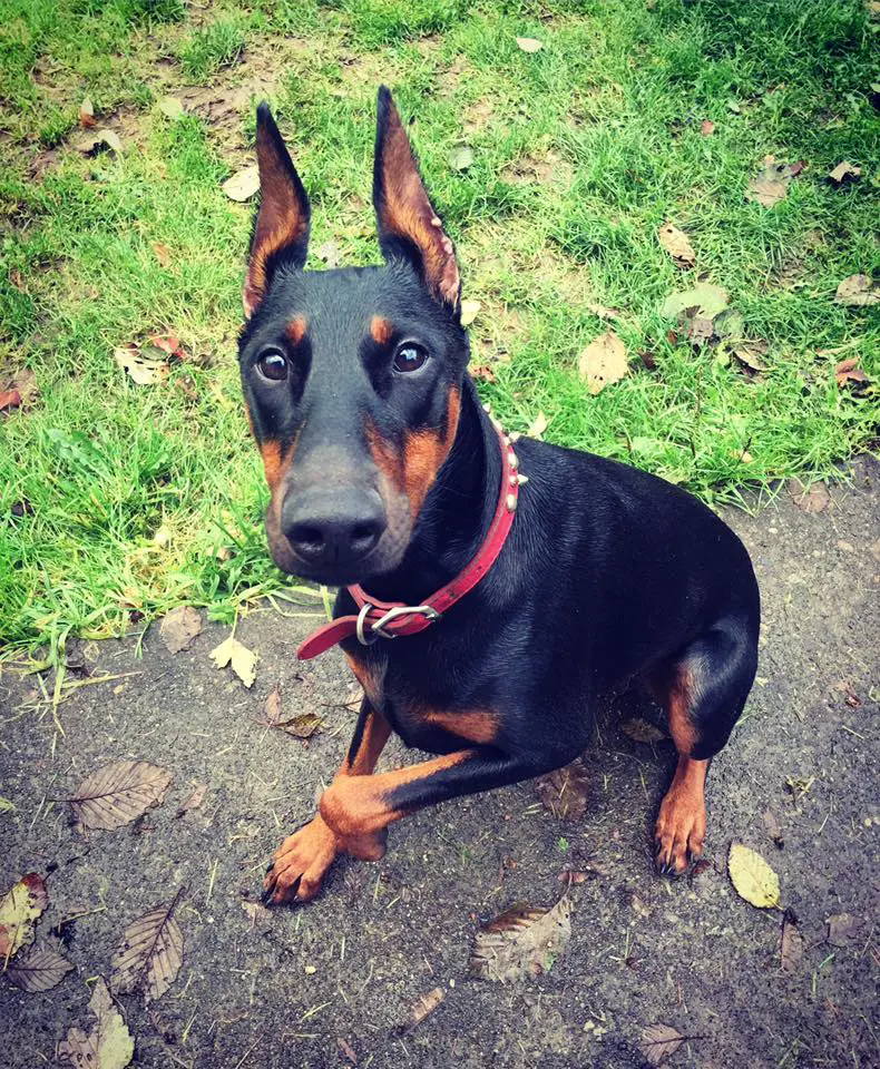 A Doberman Pinscher puppy sitting on the pavement while looking up with its adorable eyes
