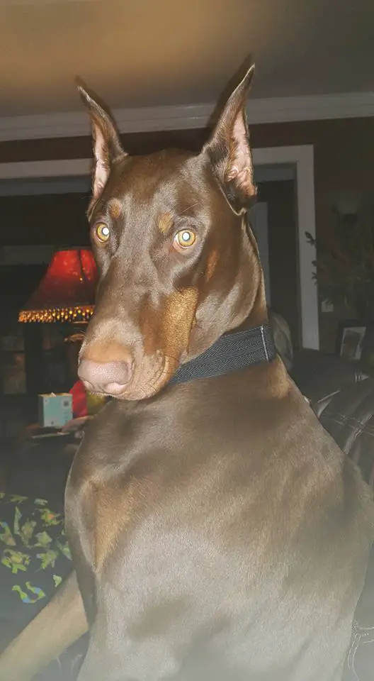 A Doberman Pinscher sitting on the couch at night while staring
