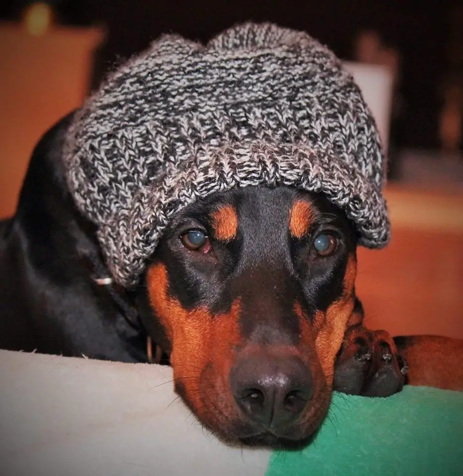 A Doberman Pinscher wearing a black and white beanie while lying on the couch
