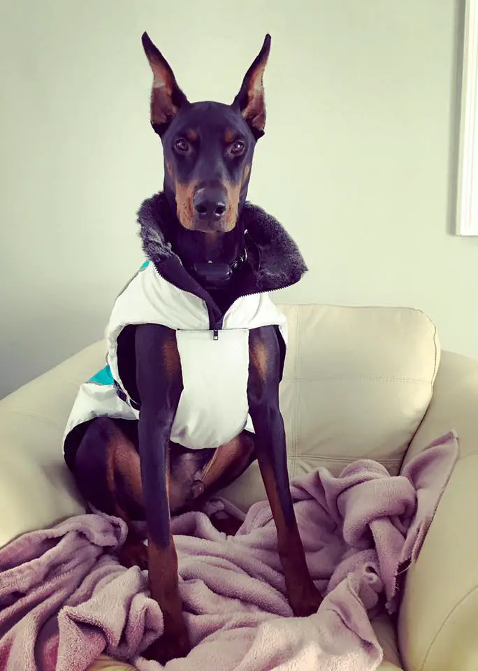 A Doberman Pinscher wearing a winter jacket while sitting on the chair