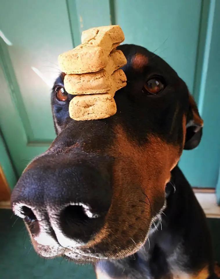 A Doberman Pinscher sitting on the floor while balancing the pile of treats on top of its muzzle
