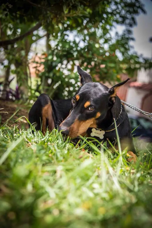 A Doberman Pinscher lying in the grass while staring