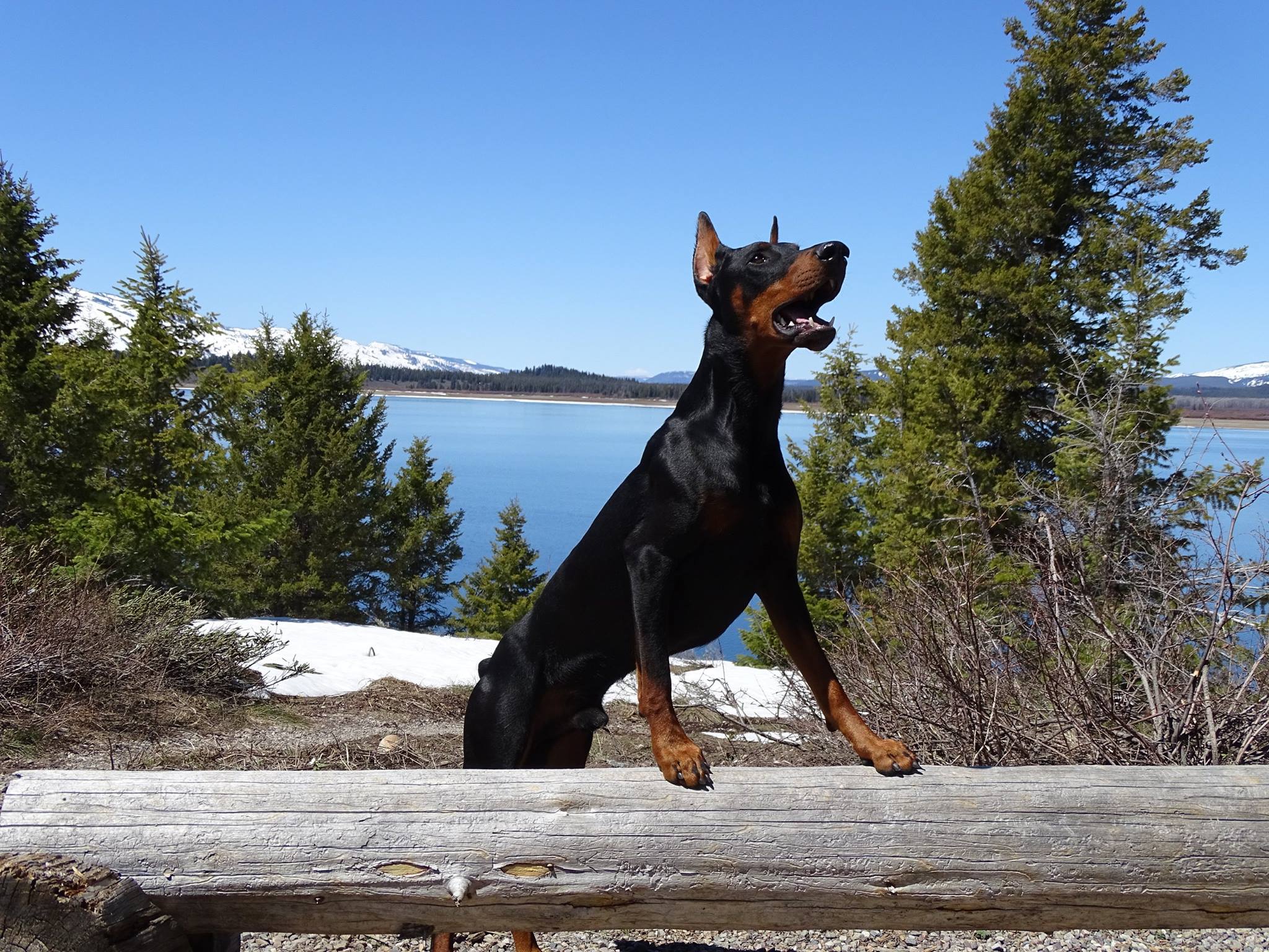 A Doberman Pinscher standing on the laid wood in the mountain while looking up