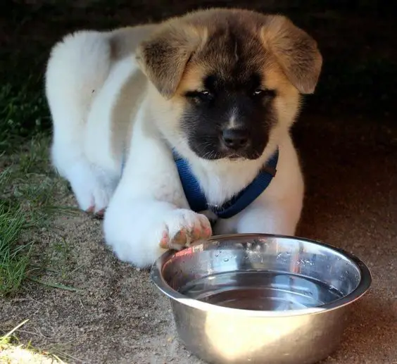 An Akita Inu puppy lying on the floor with its one paw on the side of its bowl in front of him