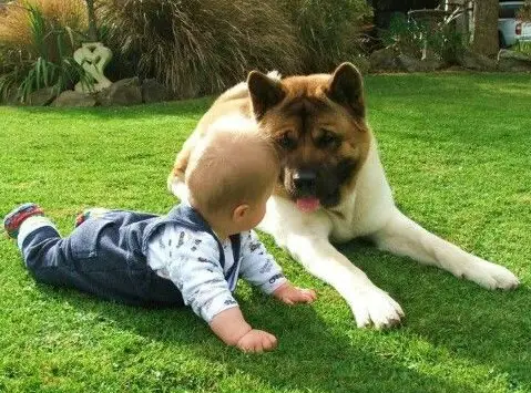 An Akita Inu lying on the floor with its tongue out while facing the baby lying next to him