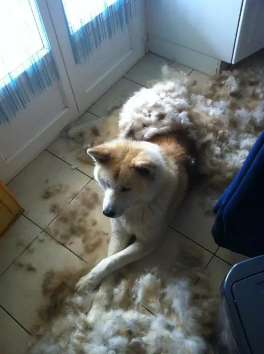 An Akita Inu lying on the floor with its shed fur all over the place