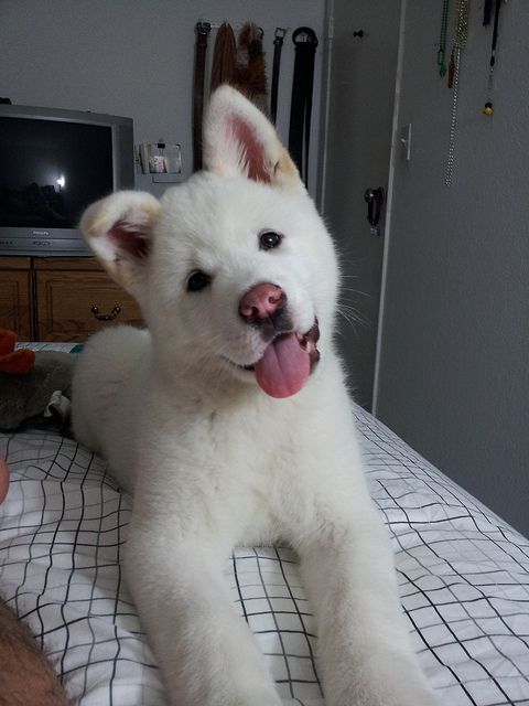 An Akita Inu lying on the bed with its tongue out