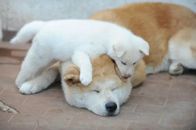 An Akita Inu lying on the floor with a puppy on top of him