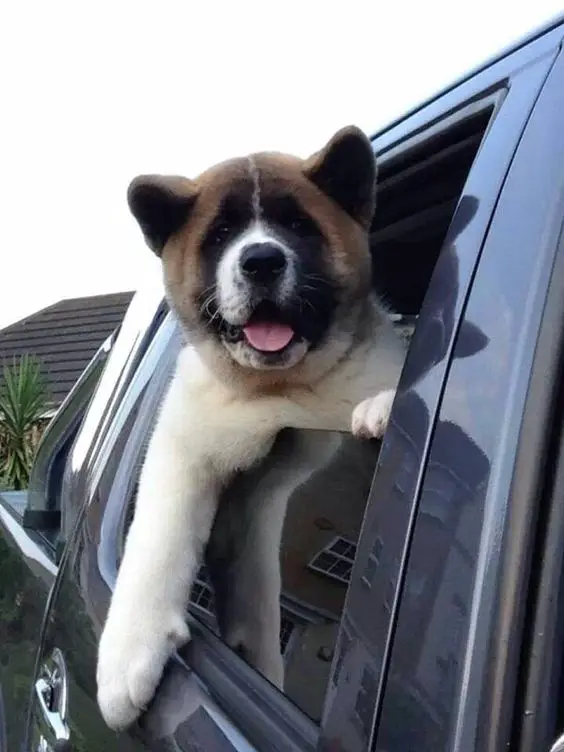 An Akita Inu in the back seat with its head out and one arm hanging out
