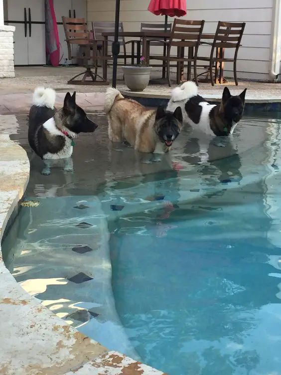 three Akita Inu in the pool