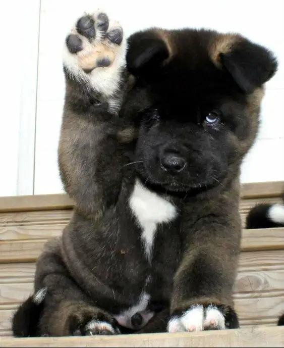 An Akita Inu sitting in the stairway while raising its paw