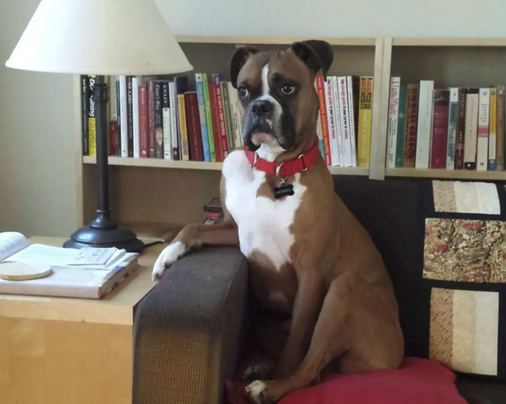 A Boxer Dog sitting on the couch next table
