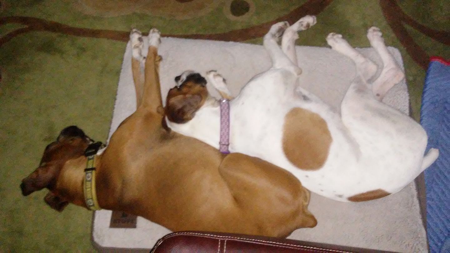two Boxer Dogs sleeping next to each other on the floor