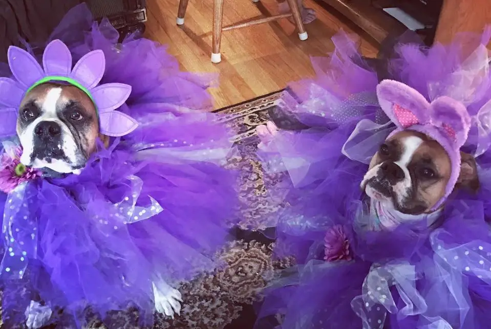 two Boxer Dog wearing purple flower costume while sitting on the carpet