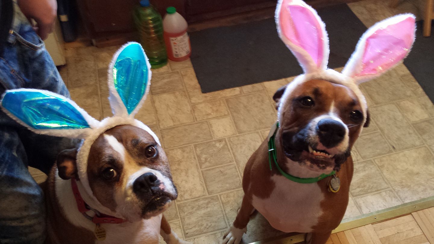 two Boxer Dogs wearing bunny ears while sitting on the floor