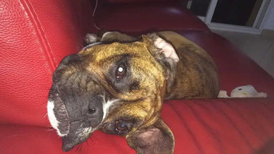 A Boxer Dog lying on the couch