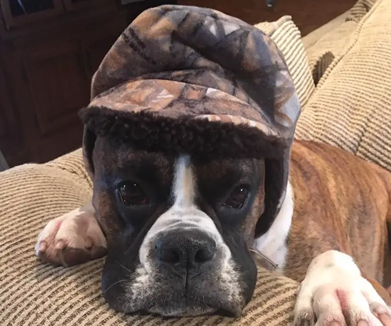 A Boxer Dog lying on the couch while wearing a hat