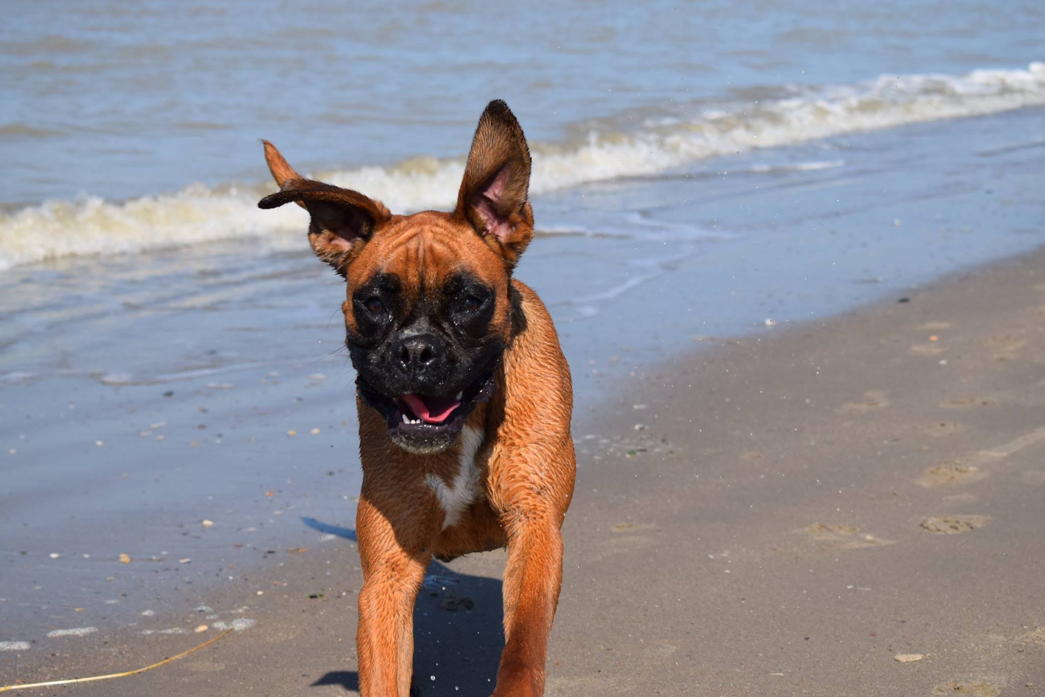 A Boxer Dog running by seashore