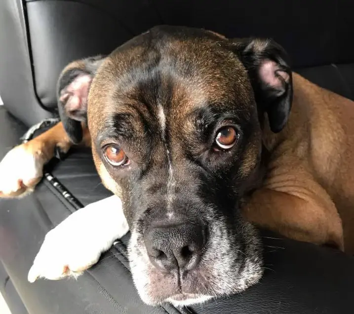 A Boxer Dog lying on the couch with its sad face