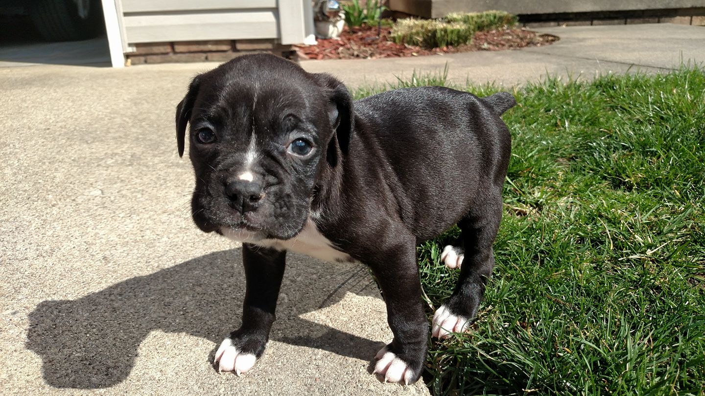 A Boxer puppy standing on the pavement while under the sun
