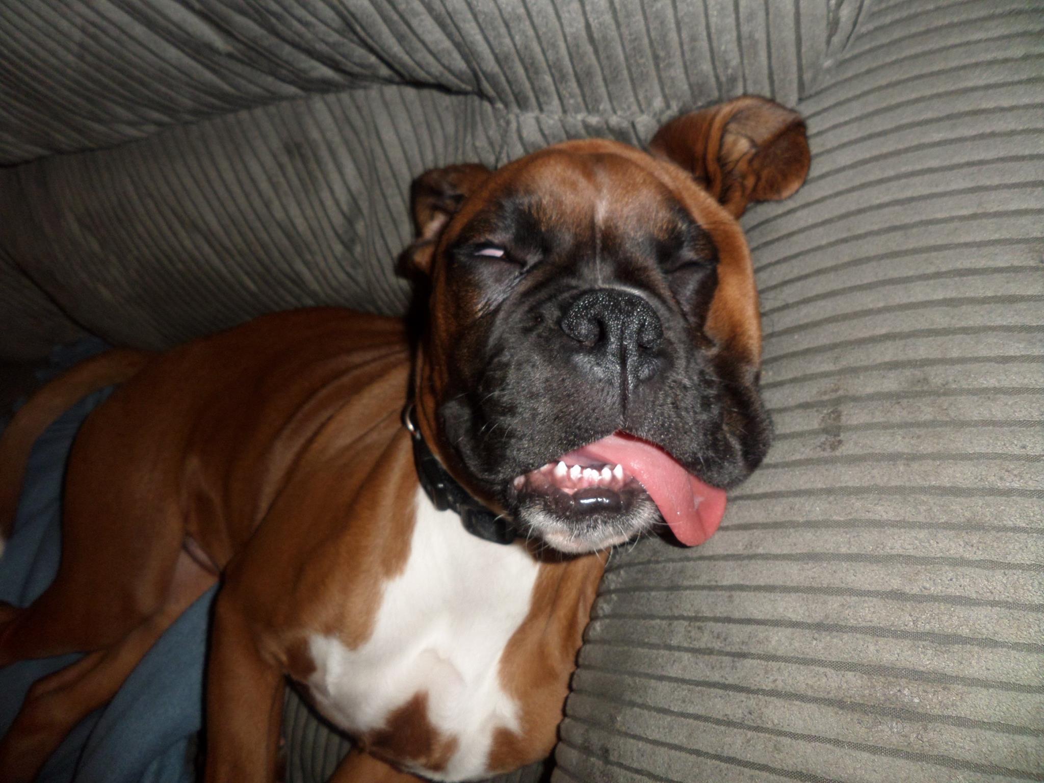 A boxer dog sleeping on the couch with its tongue sticking out