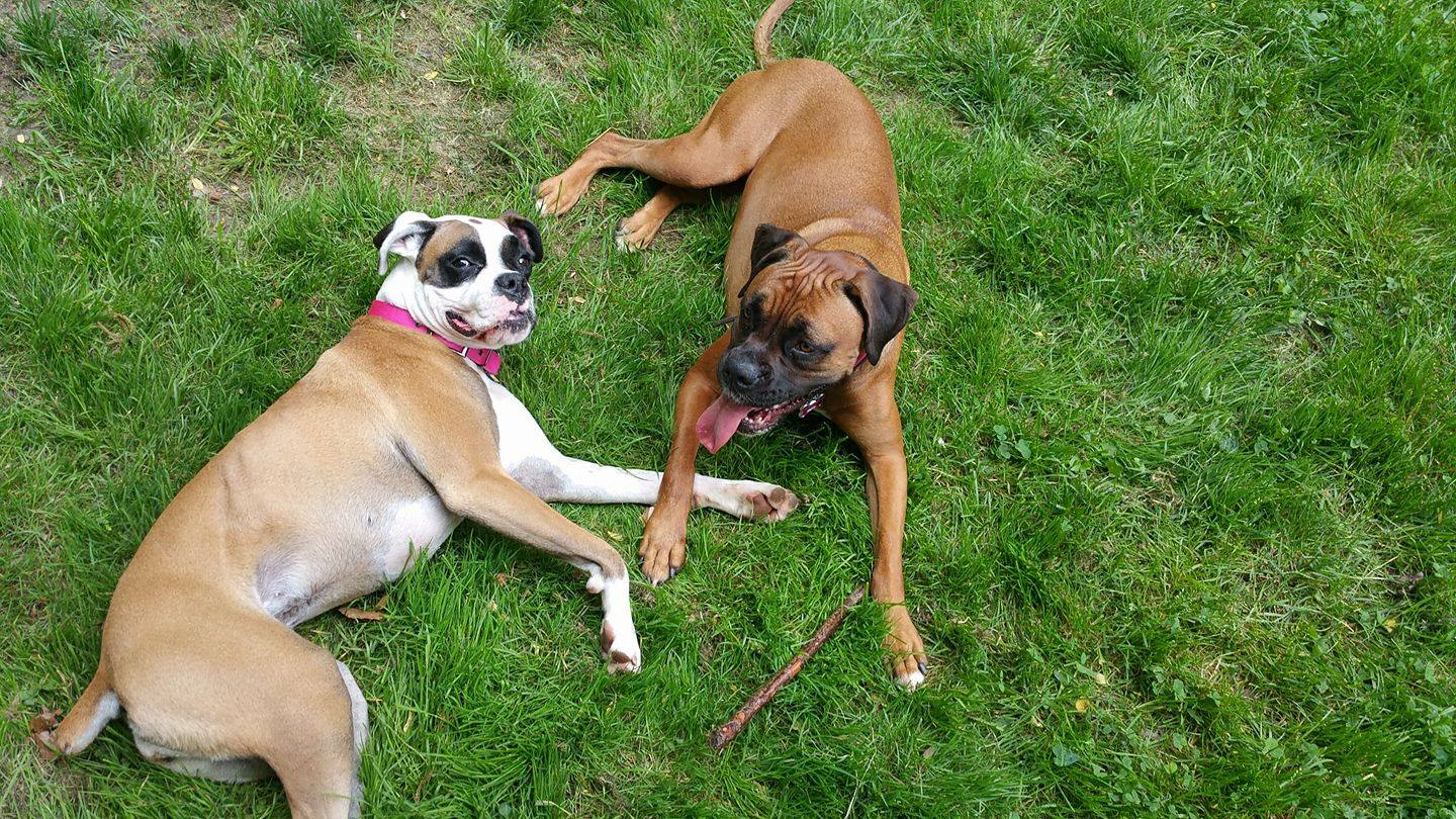 two Boxer Dogs lying on the grass