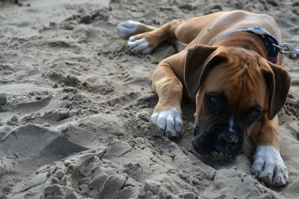 A Boxer Dog lying in the sand