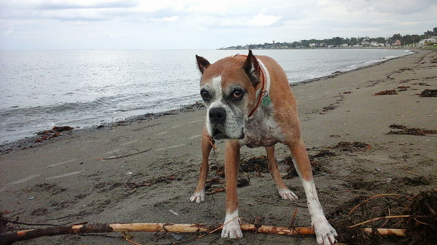 A Boxer Dog standing by the seashore
