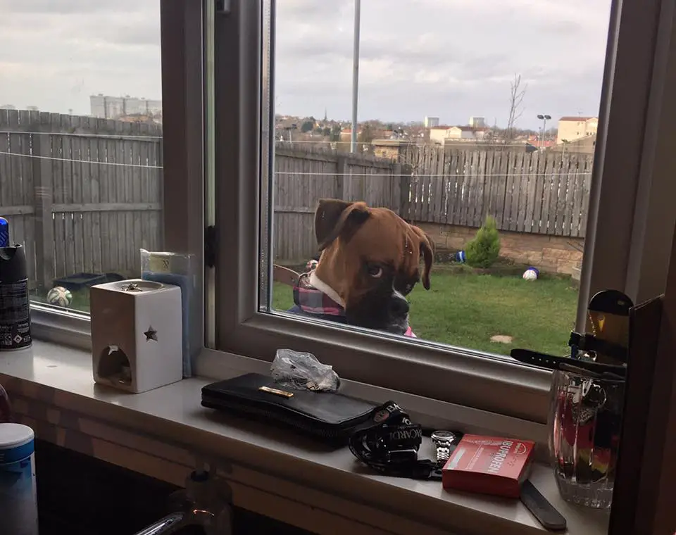 A boxer dog peeking behind the glass window