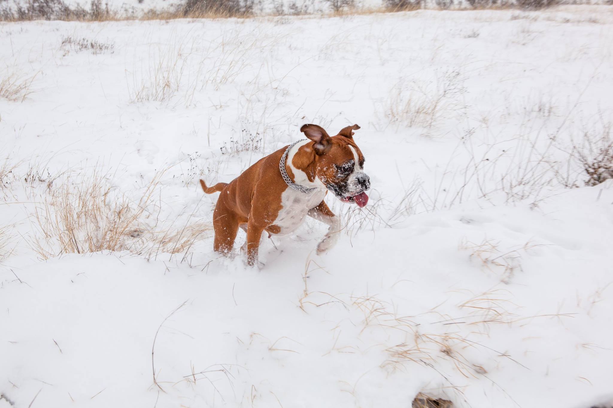 A Boxer Dog walking in snow