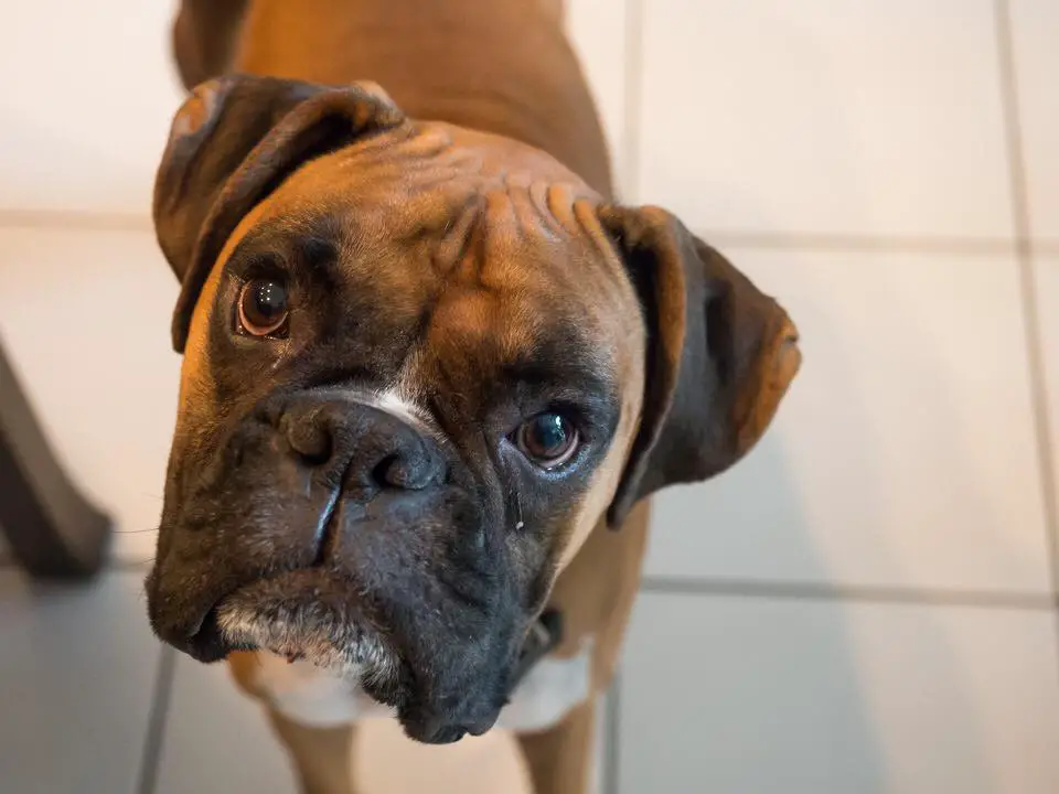 A Boxer Dog standing on the floor while looking up with its sad face