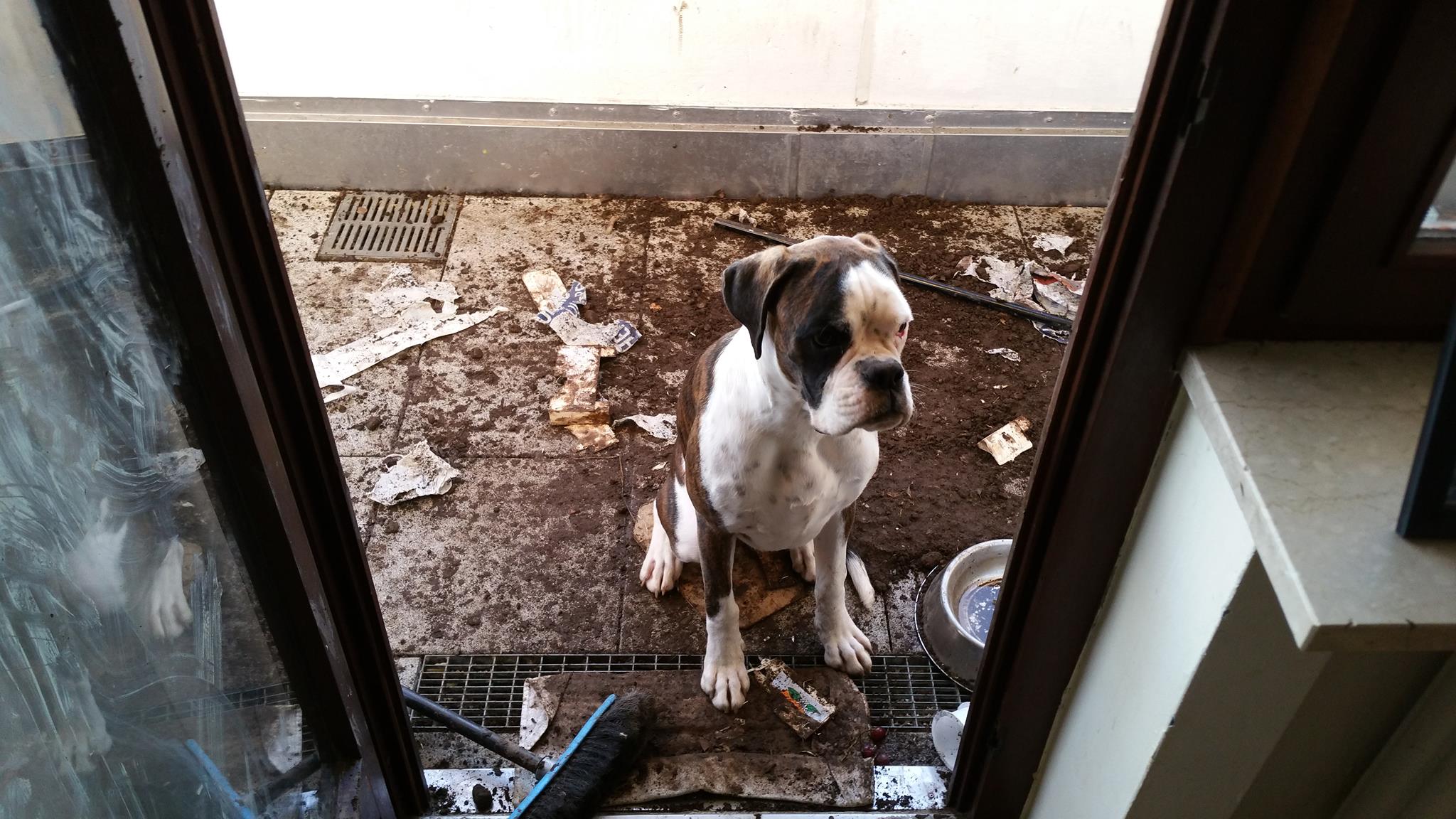 A Boxer Dog sitting on the floor with dirt all over the place