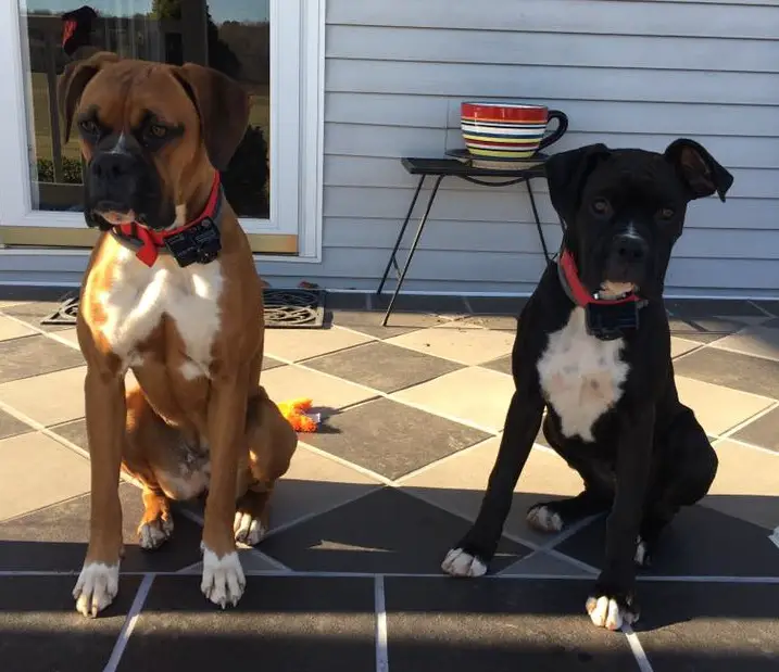 two Boxer Dogs sitting on the floor