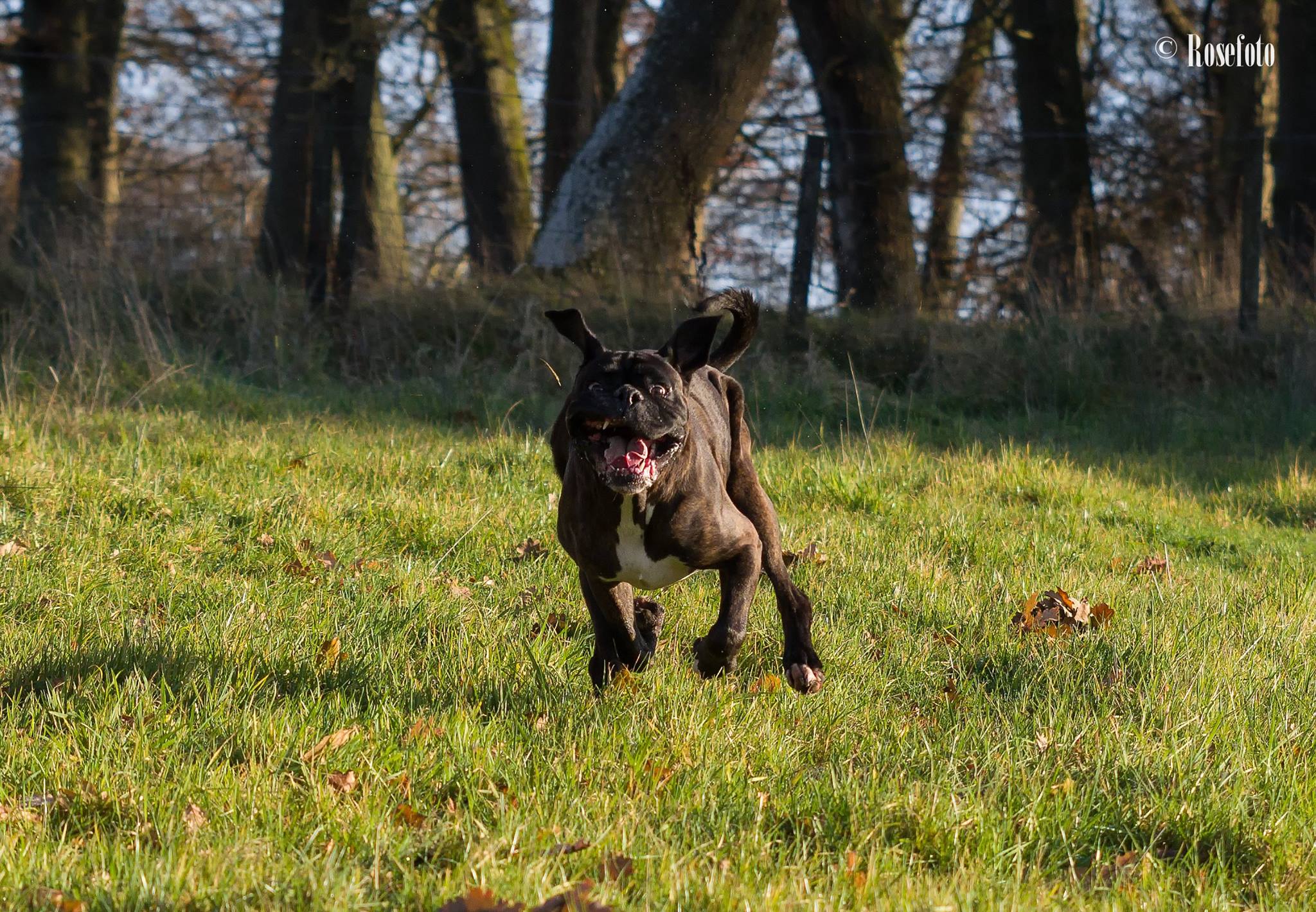 A Boxer Dog running at the park