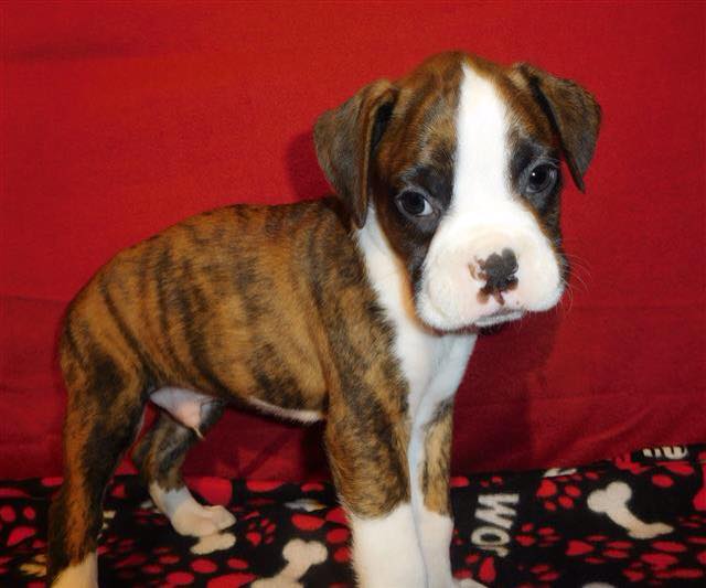 A Boxer puppy standing on the couch
