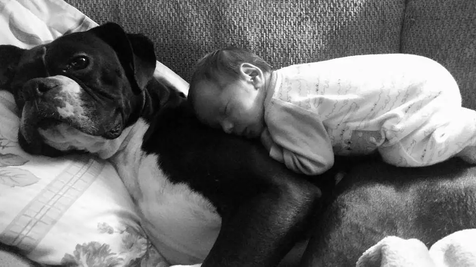 A Boxer Dog lying on the couch with a baby sleeping on its back