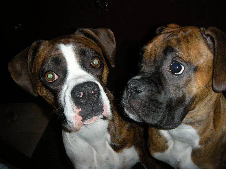 two Boxer Dogs standing on the floor at night