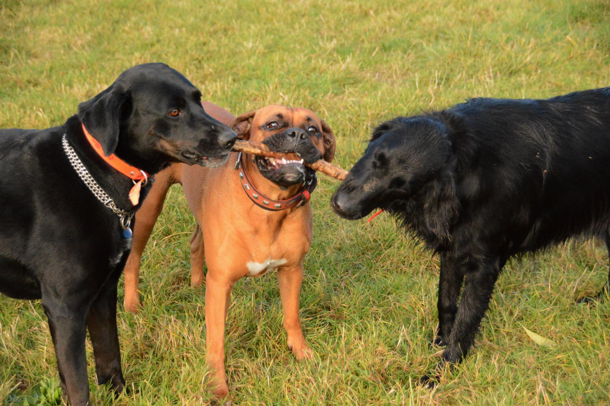 A Boxer Dog standing in between two black dogs while sharing on stick