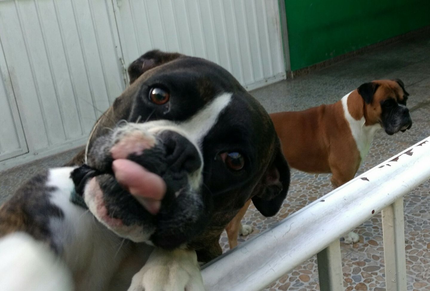 A Boxer Dog leaning towards the fence while sticking its tongue out