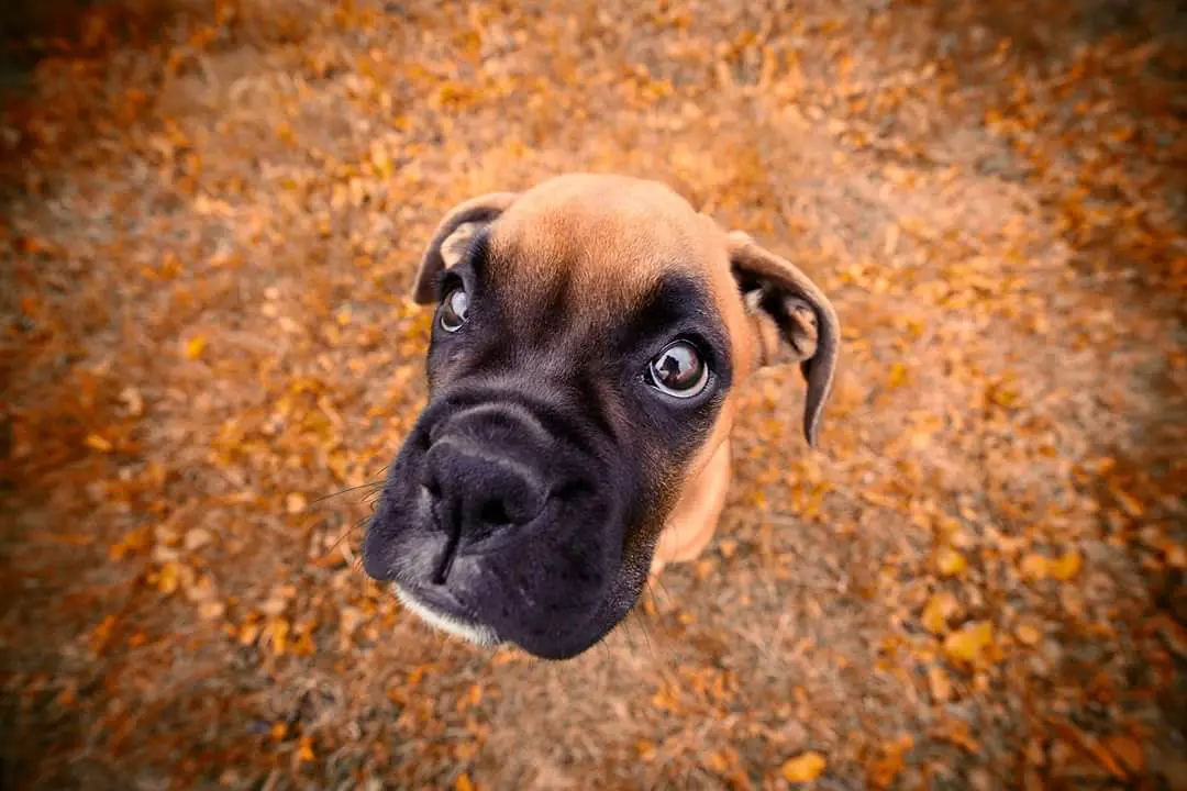A Boxer Dog sitting on the ground with its begging face