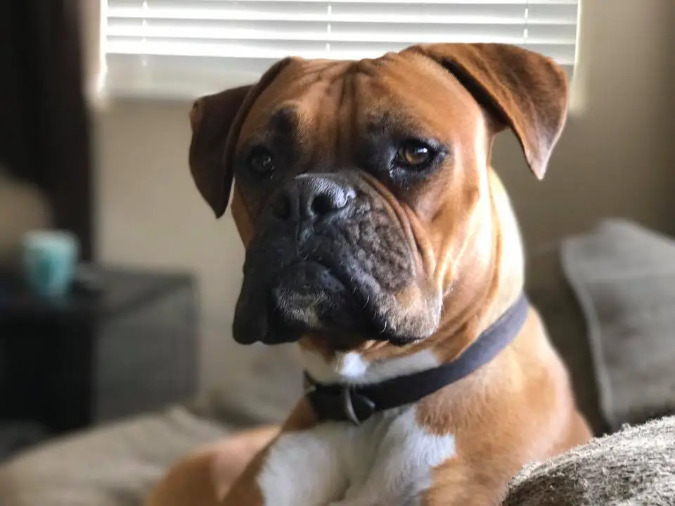 A Boxer Dog sitting on the couch with its sad face
