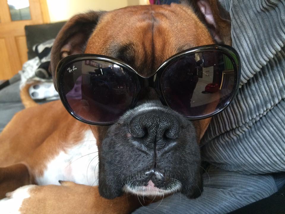 A Boxer Dog lying on the couch while wearing sunglasses