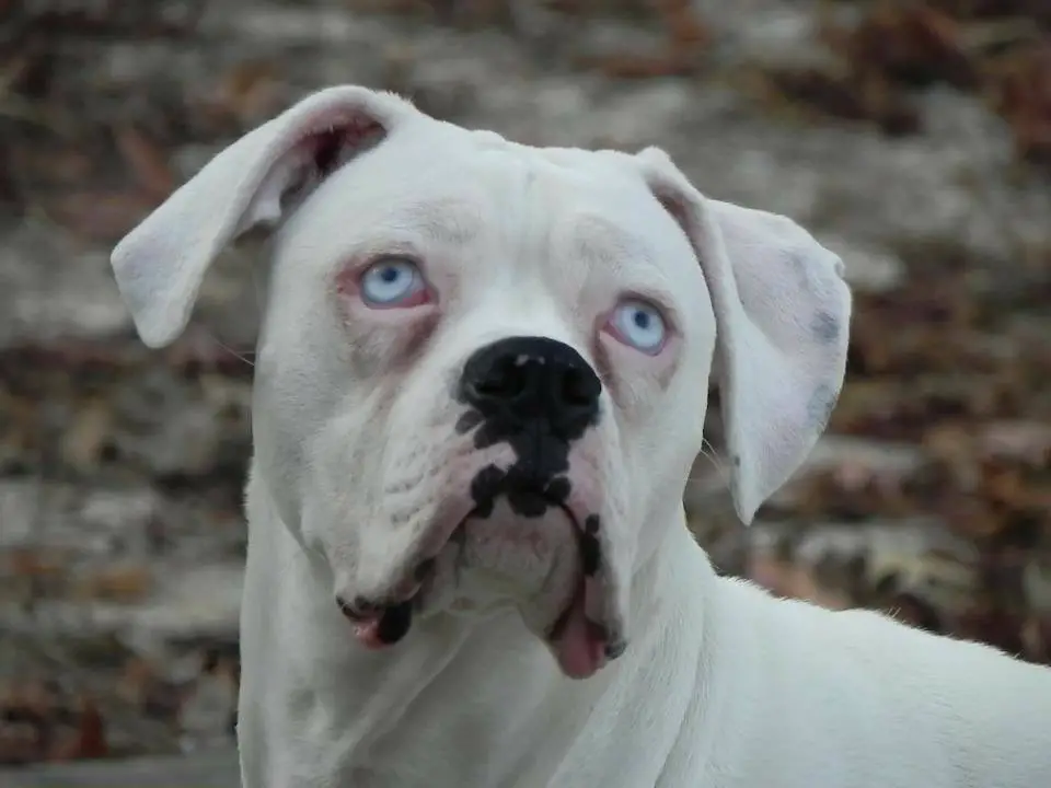 A white Boxer Dog standing on the ground while looking up with its sad face