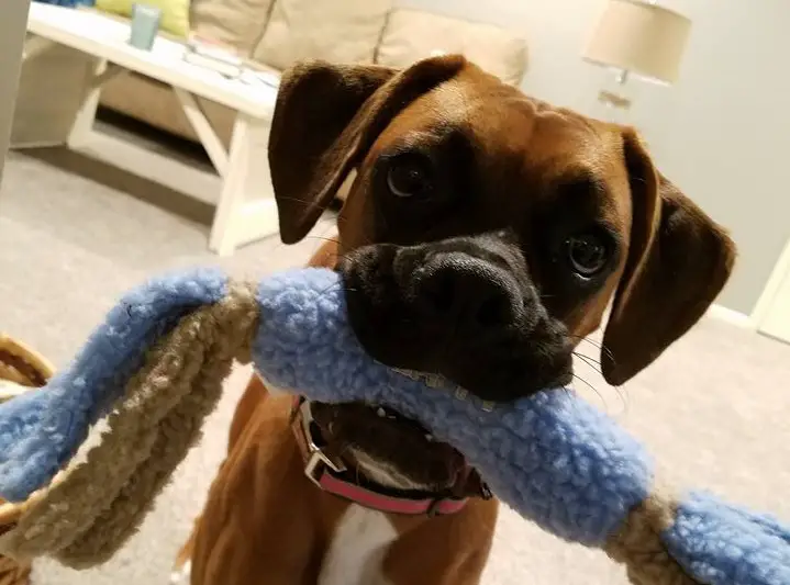 A Boxer Dog standing on the floor with its chew toy its mouth