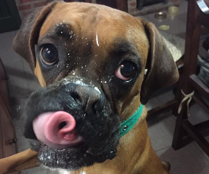 A Boxer Dog standing in the kitchen while licking its mouth